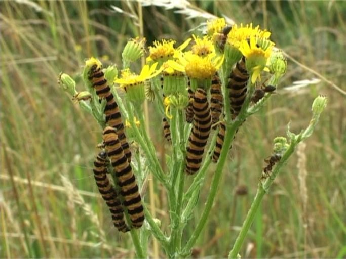 Blutbär ( Tyria jacobaeae ) : Raupen am Jakobskreuzkraut, Am Niederrhein, 22.06.2008